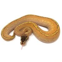 Dynasty Reptiles discount code